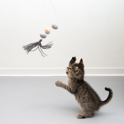 Katzenangel Flauschi