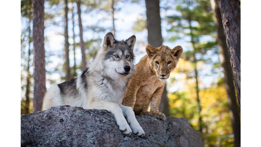 Der Wolf und der Löwe