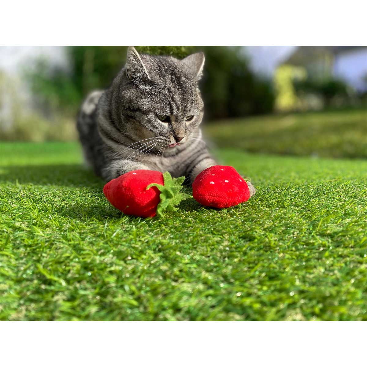 Aumüller Katzenspielkissen Erdbeeren günstig kaufen
