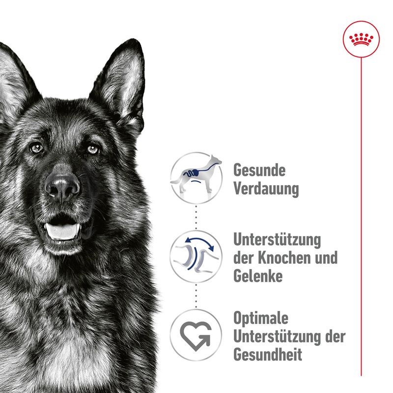 Royal Canin Maxi Adult in Soße zu TOP-Preisen