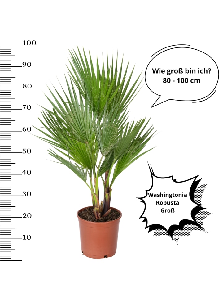 OH2 2er-Set: Washingtonia robusta Groß in Grün günstig kaufen onesize