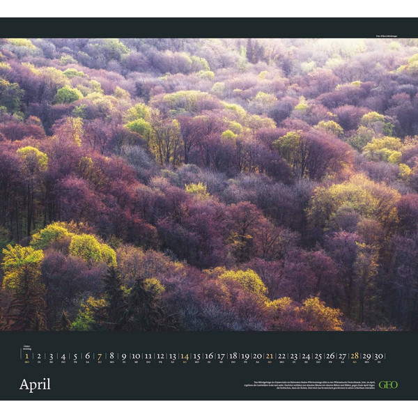 GEO KALENDER: SEHNSUCHT WALD 2024 - WAND-KALENDER - Kalender