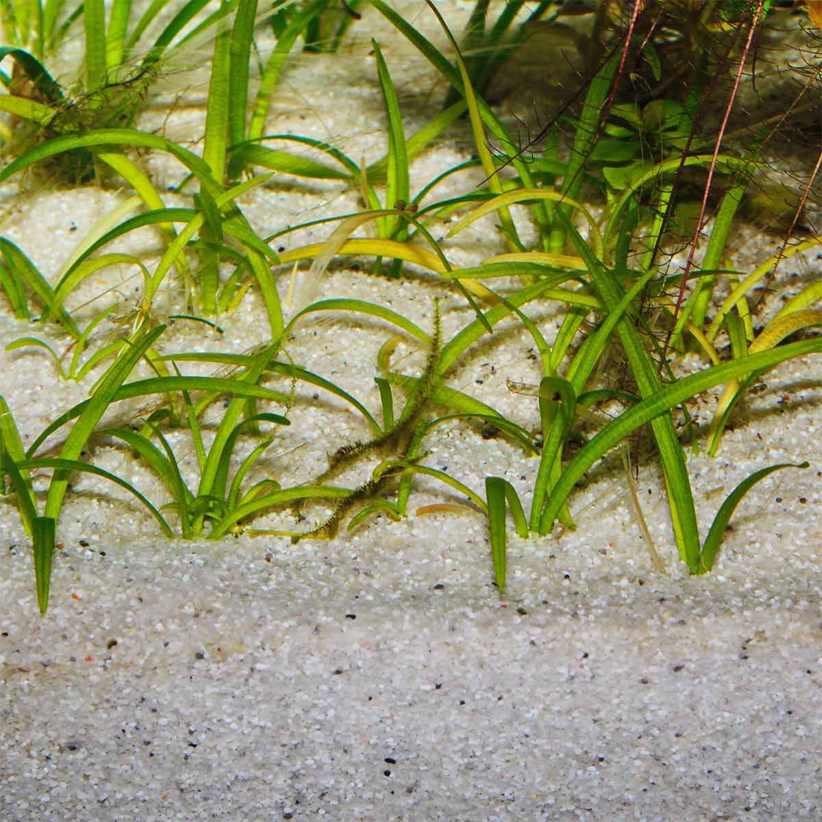 JBL Sansibar River 10kg günstig kaufen