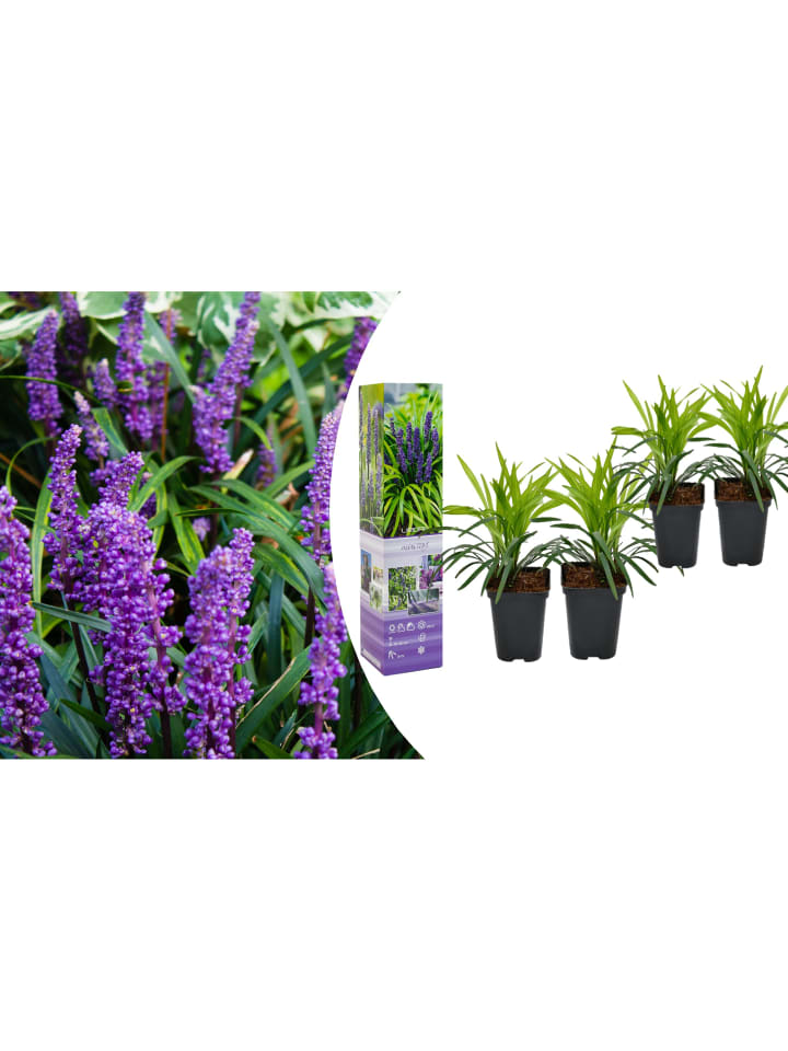 OH2 4er-Set Leliengras Liriope Muscari in Lila günstig kaufen onesize