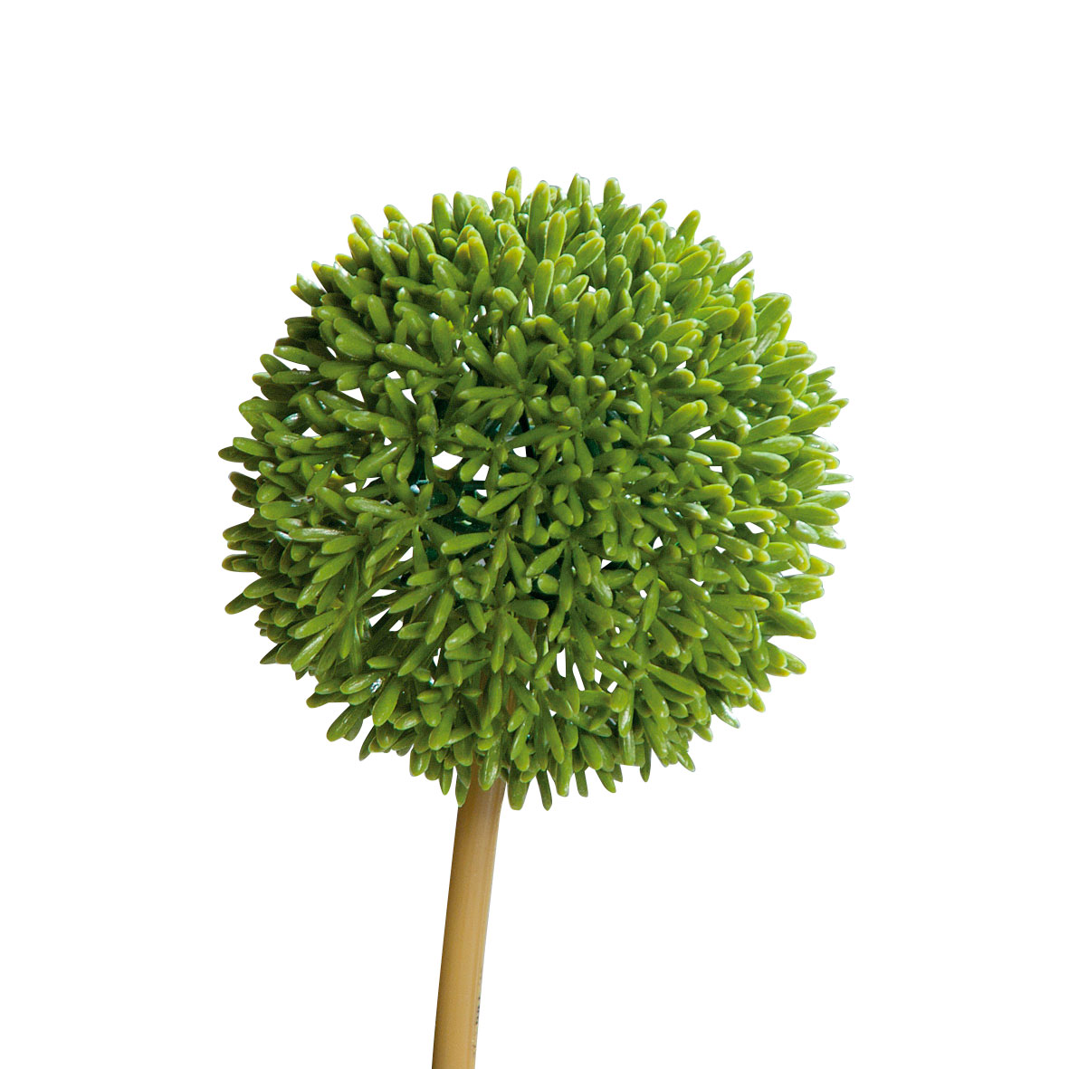 DPIAllium 67cm