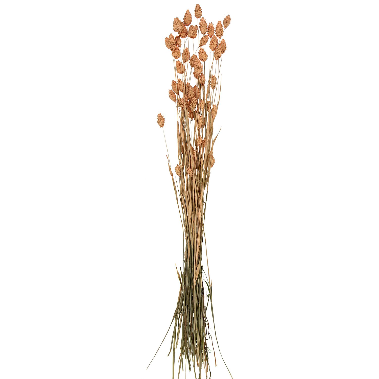 Echtes Phalaris, lachs, 35–45 Stück