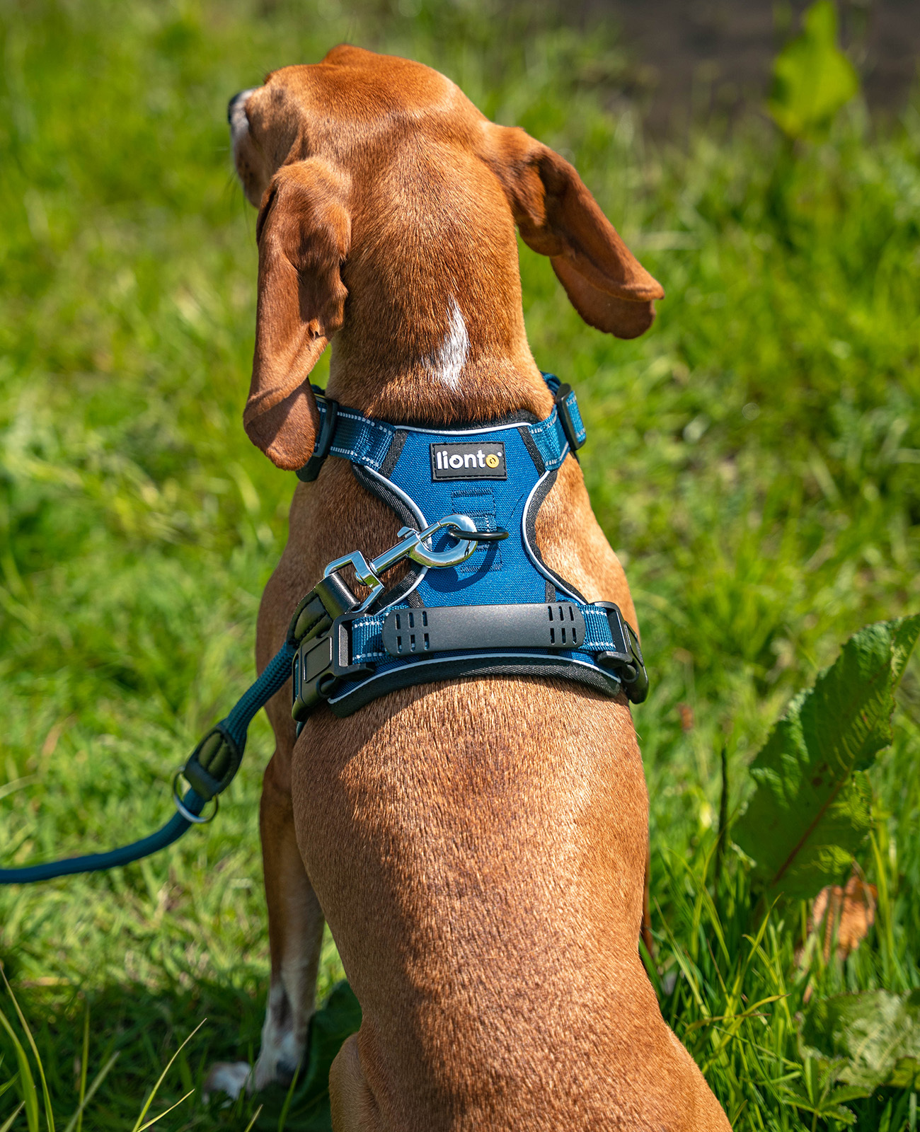 Lionto Hundegeschirre Lionto Hundegeschirr blau M