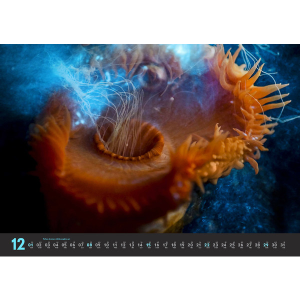 TIEFSEEWESEN 2024 - Kalender