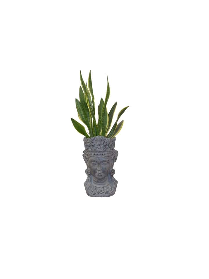 möbel-direkt Pflanzgefäß Buddhakopf in grau günstig kaufen 1 Stück