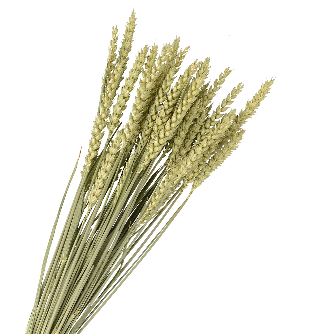 Trockenblumen Weizen
