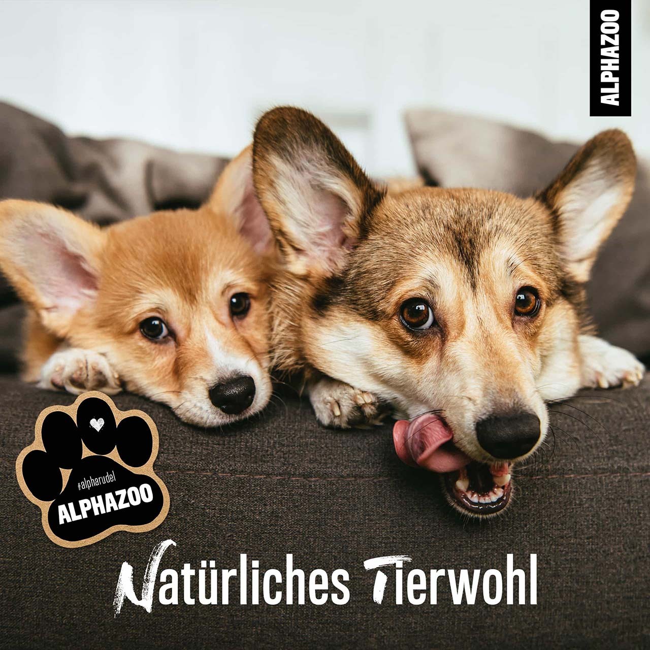 ALPHAZOO Ergänzungsfutter & Aufzucht ALPHAZOO Premium Leinöl für Hunde und Katzen