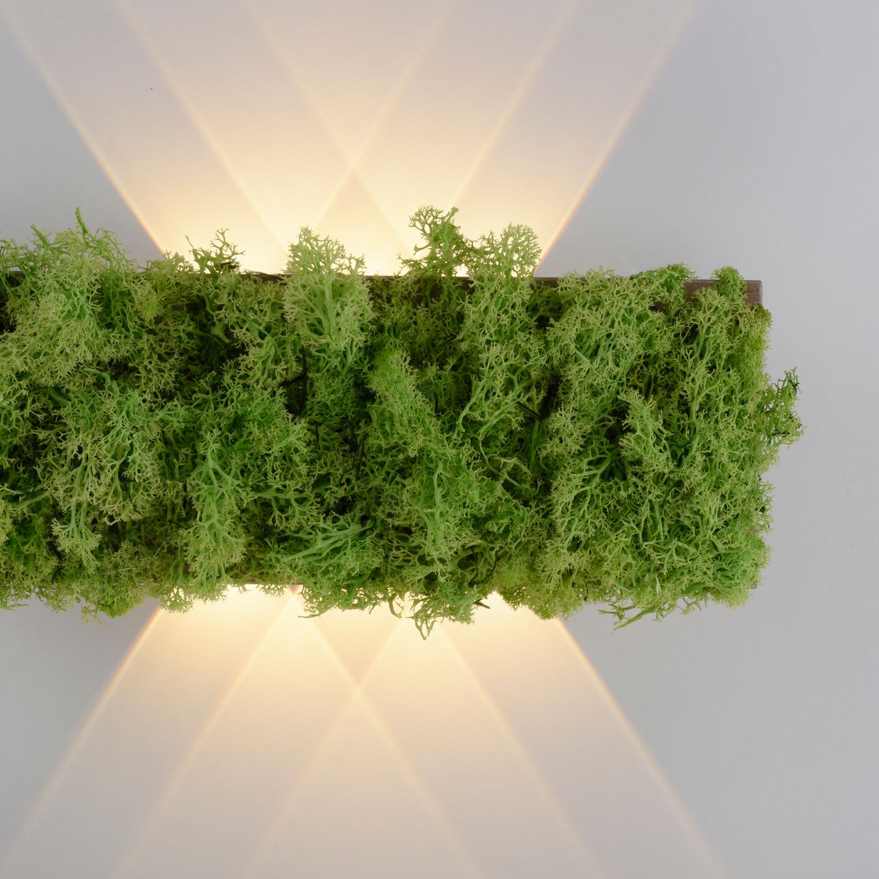 JUST LIGHT LED Wandleuchte GREEN CARLO, mit echtem Moos, 3000 K