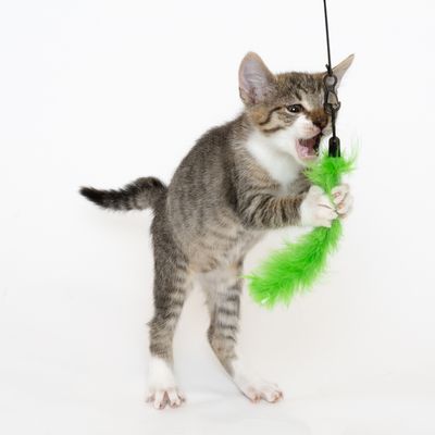 Katzenangel 3 in 1