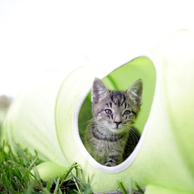 Kerbl Pet Katzentunnel Raupe