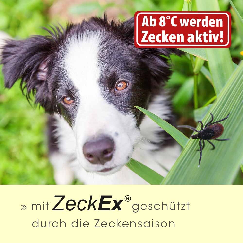 insektoVet Floh- & Zeckenmittel insektoVet ZeckEx Spray 500 ml
