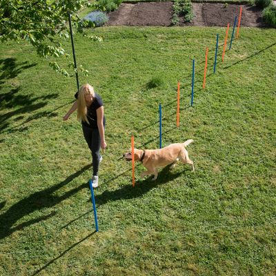 Agility Fun & Sport Slalom-Set
