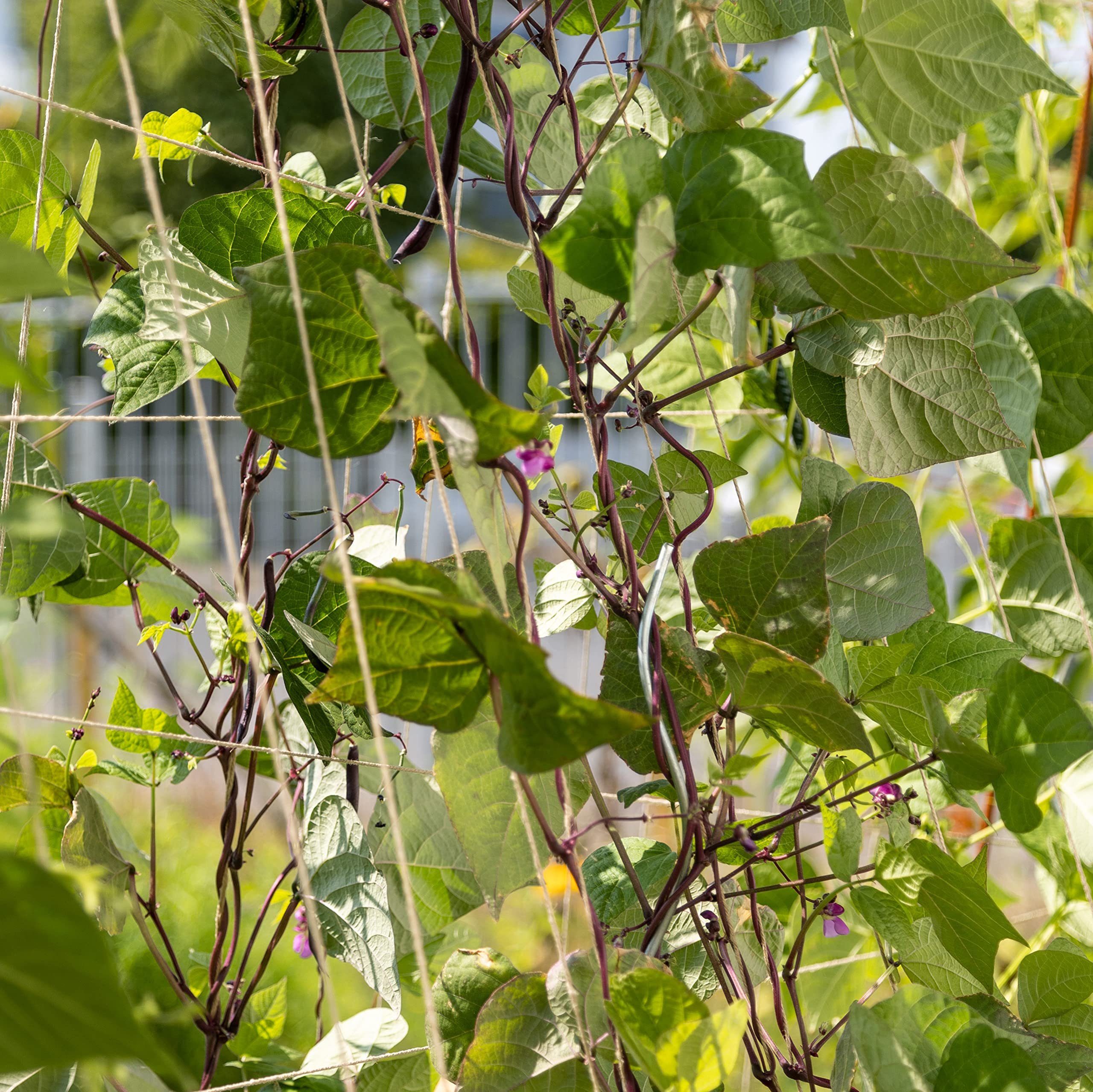 OwnGrown Anzucht- und Kräutererde 6 Köstliche Bohnen Sorten für Garten & Balkon – Saatgut Gemüse, (6-St., 6 er Set), Bio