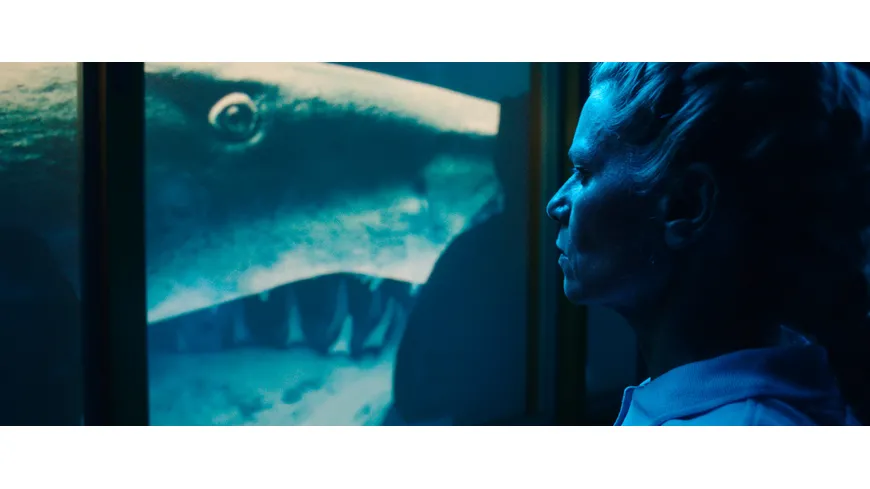 Year of the Shark