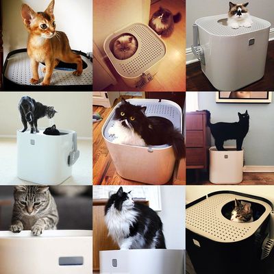 Modkat Katzentoilette