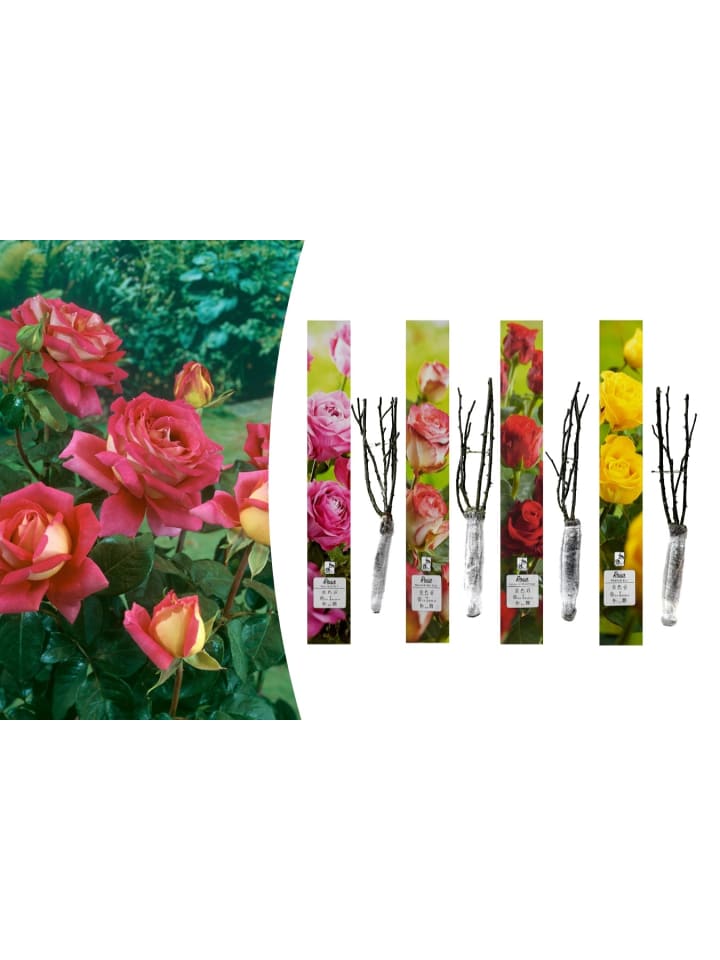 OH2 4er-Set: Duftende großblumige Gartenrosen in Bunt günstig kaufen onesize