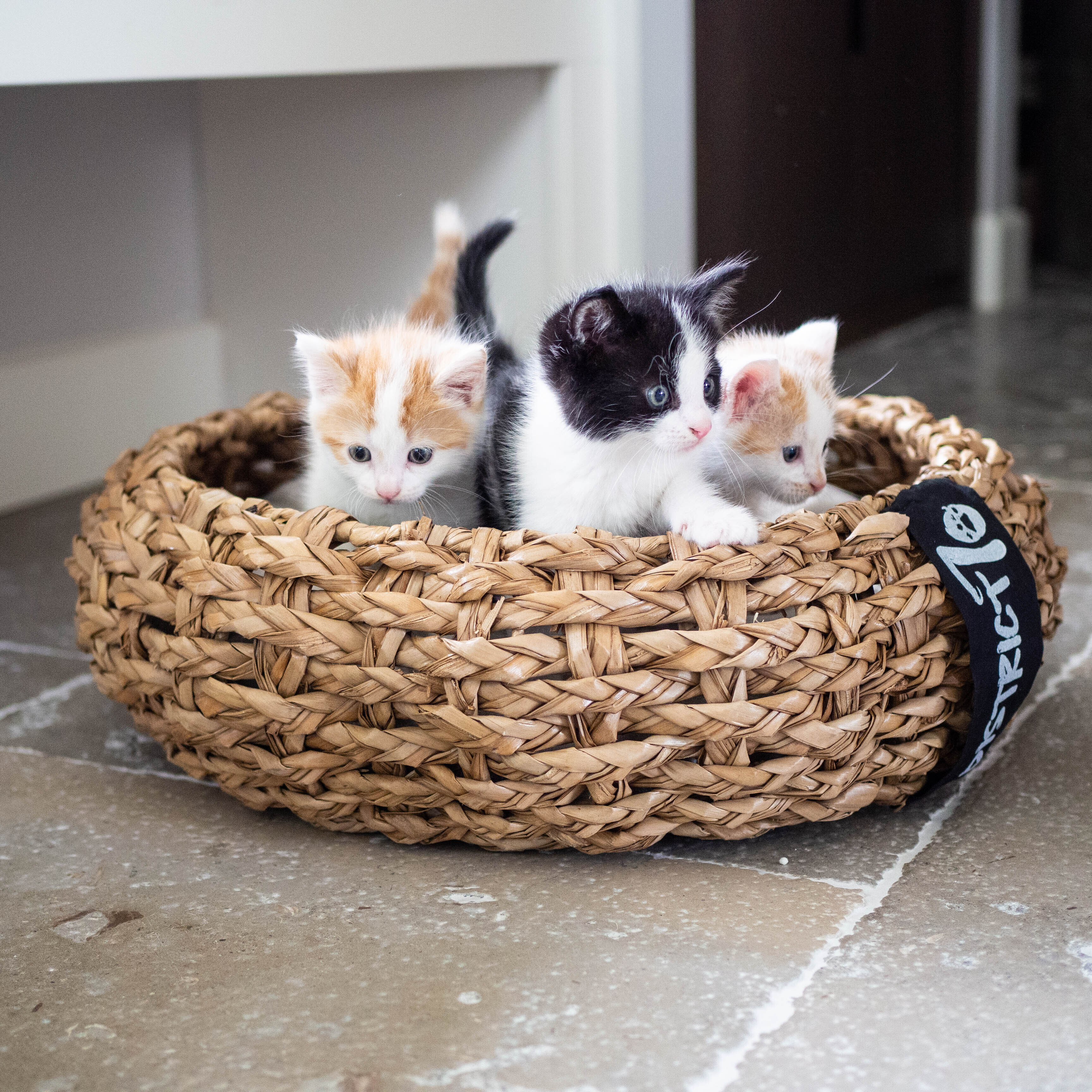 District 70 Katzenbetten & Katzensofas District 70 COCOON Natural M