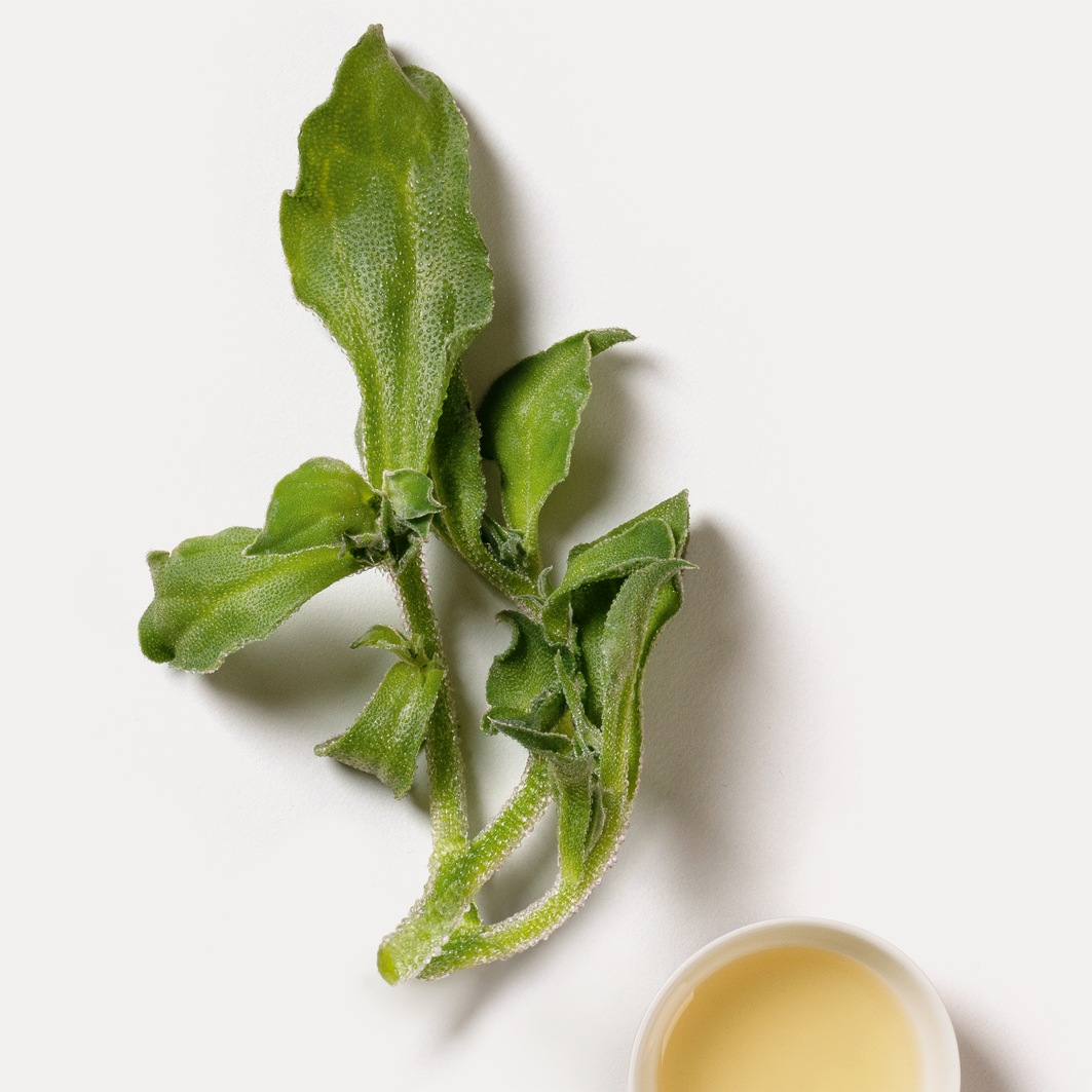 Telové mlieko Dr. Hauschka Ice Plant