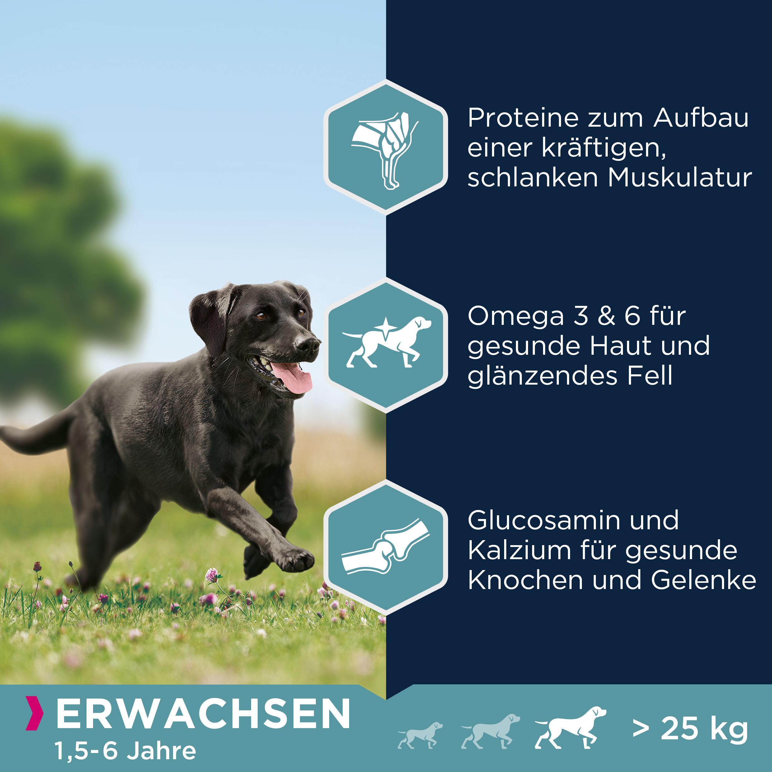EUKANUBA Hundetrockenfutter EUKANUBA Adult Large Breed Chicken 15 kg