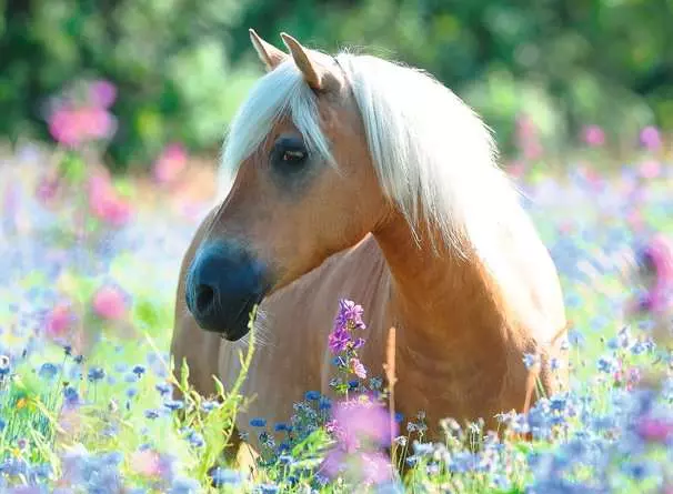 Kinderpuzzle ab 9 Jahren - Pferd im Blumenmeer - 300 Teile