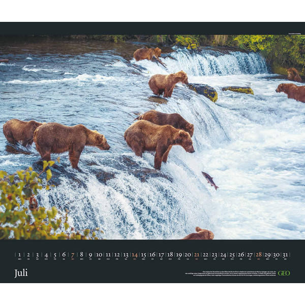 GEO EDITION: TIERWELTEN 2024 - WAND-KALENDER - TIER-KALENDER - Kalender