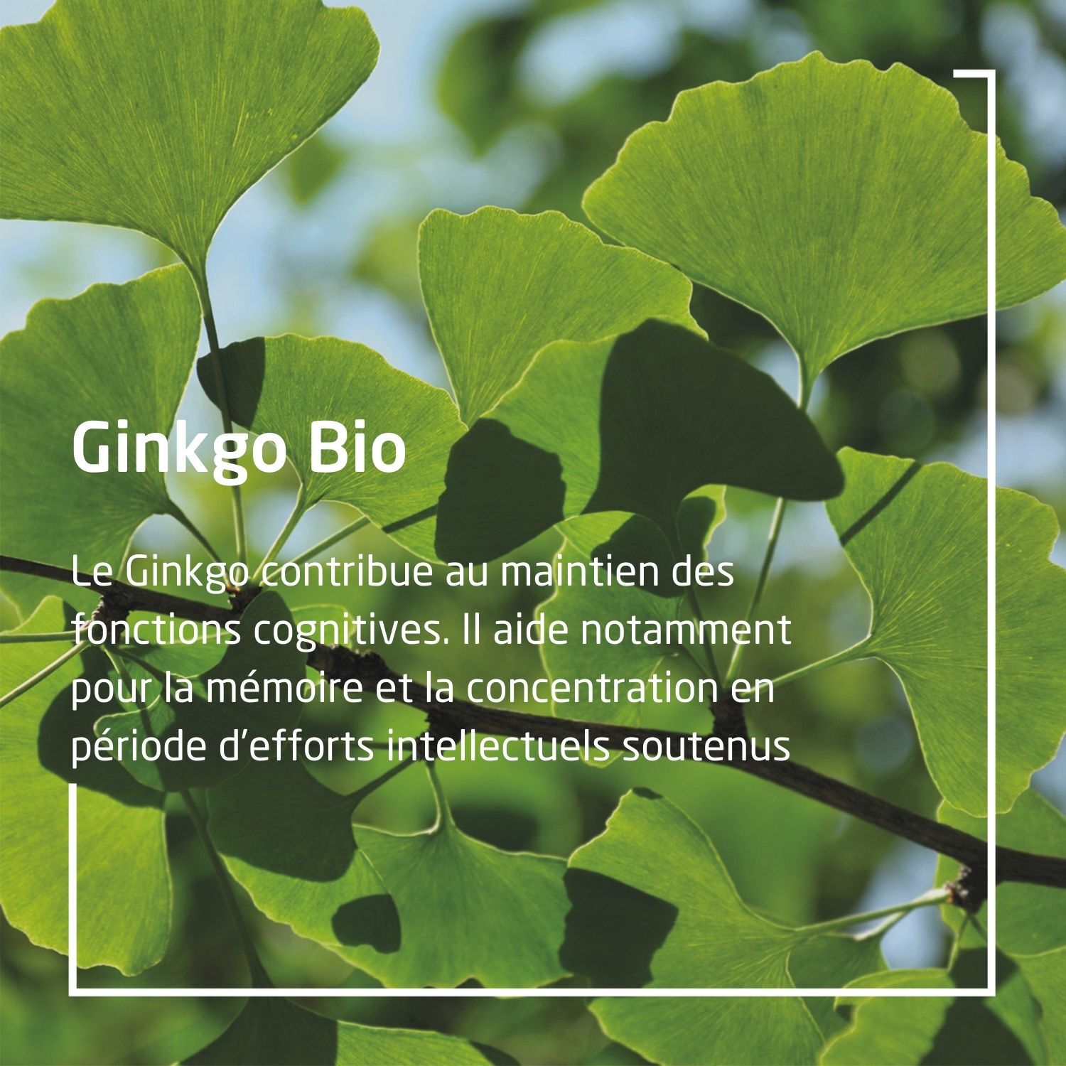 Weleda EPB® Ginkgo Bio Mémoire et Concentration - Complément Alimentaire Naturel - 60 ml