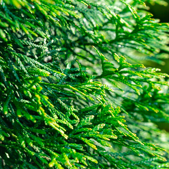 Lebensbaum-Hecke Thuja Smaragd, 20 Stk.