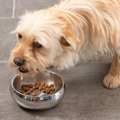 Modern Living Doppelwandiger Premium-Napf Lhasa