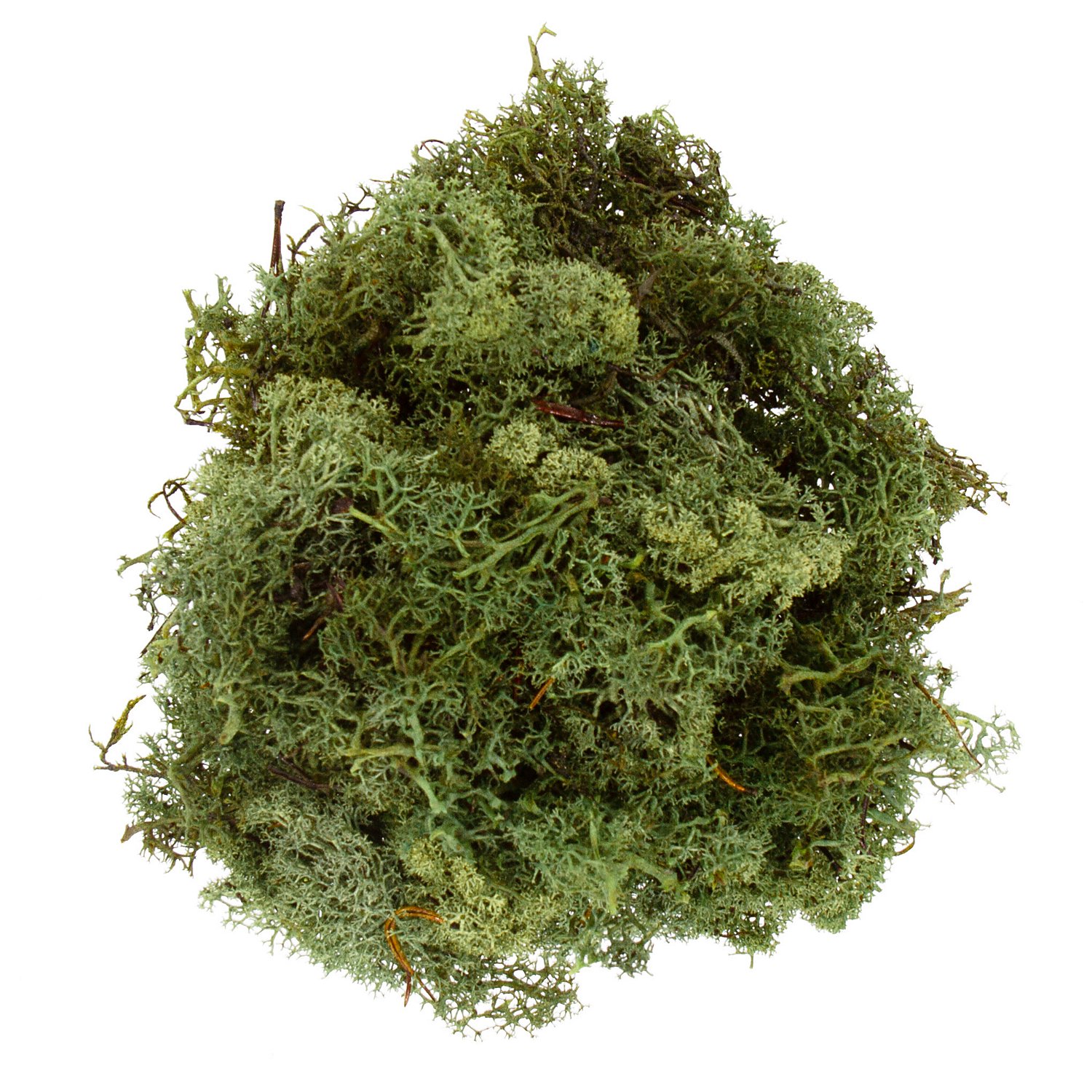 Islandmoos, grün, 250 g