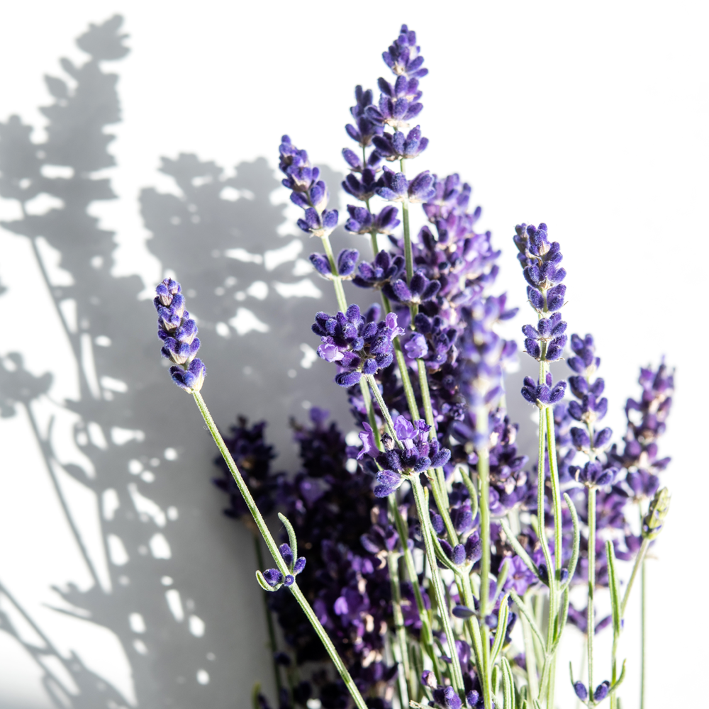 Korres RELAXING LAVENDER Duschgel 250 ml