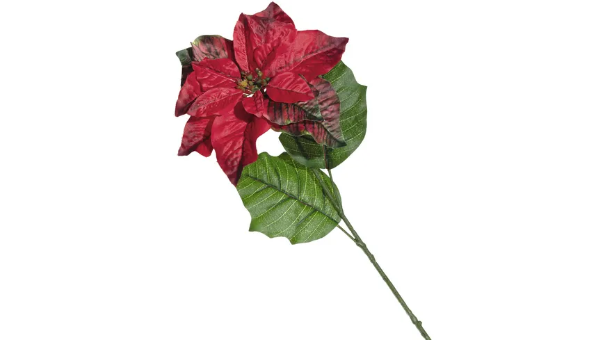 LEONARDO Weihnachtsstern Caldo 70cm
