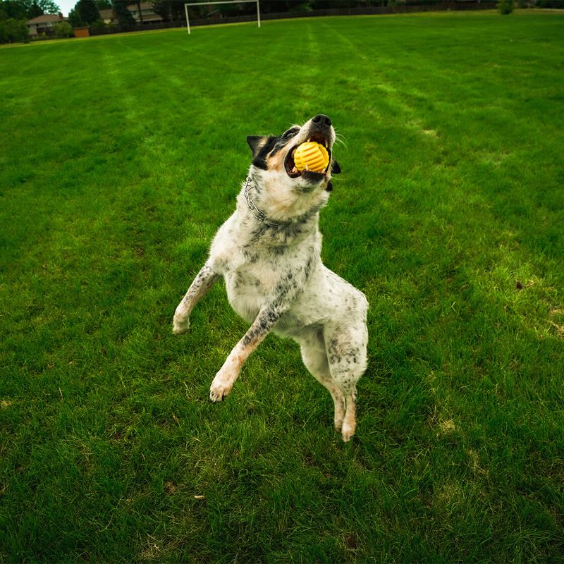 FLINGERZ™ Wurfspielzeug Ball zu TOP-Preisen