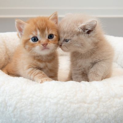 Kuschelbett Fluffy 2in1
