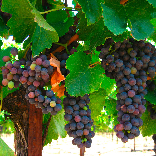 Weinrebe Blaues Früchtchen