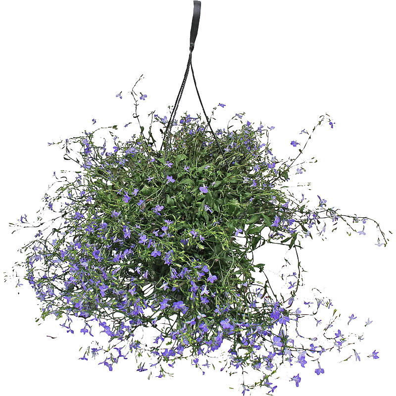 Lobelia, ampel P25