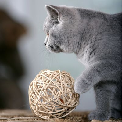 Karlie Weidenball mit Soundchipmaus
