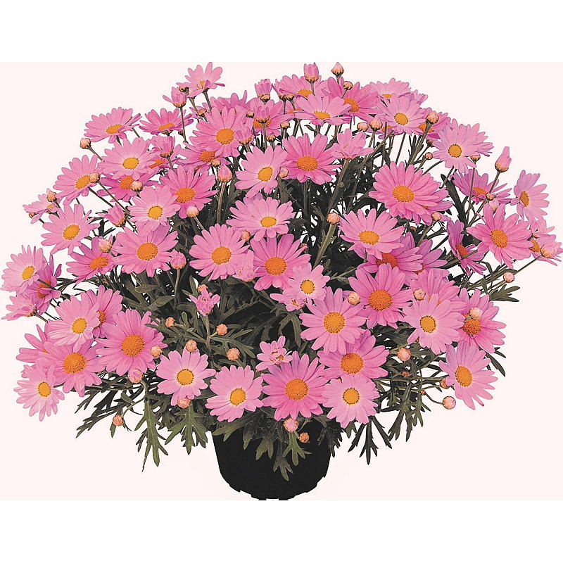 Margeritt rosa P12, Argyranthemum