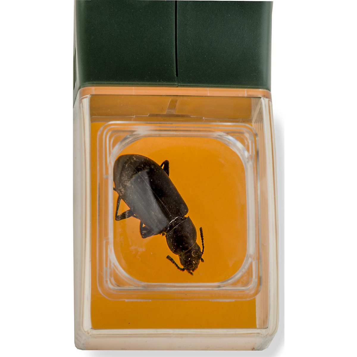 Insektenfänger lang
