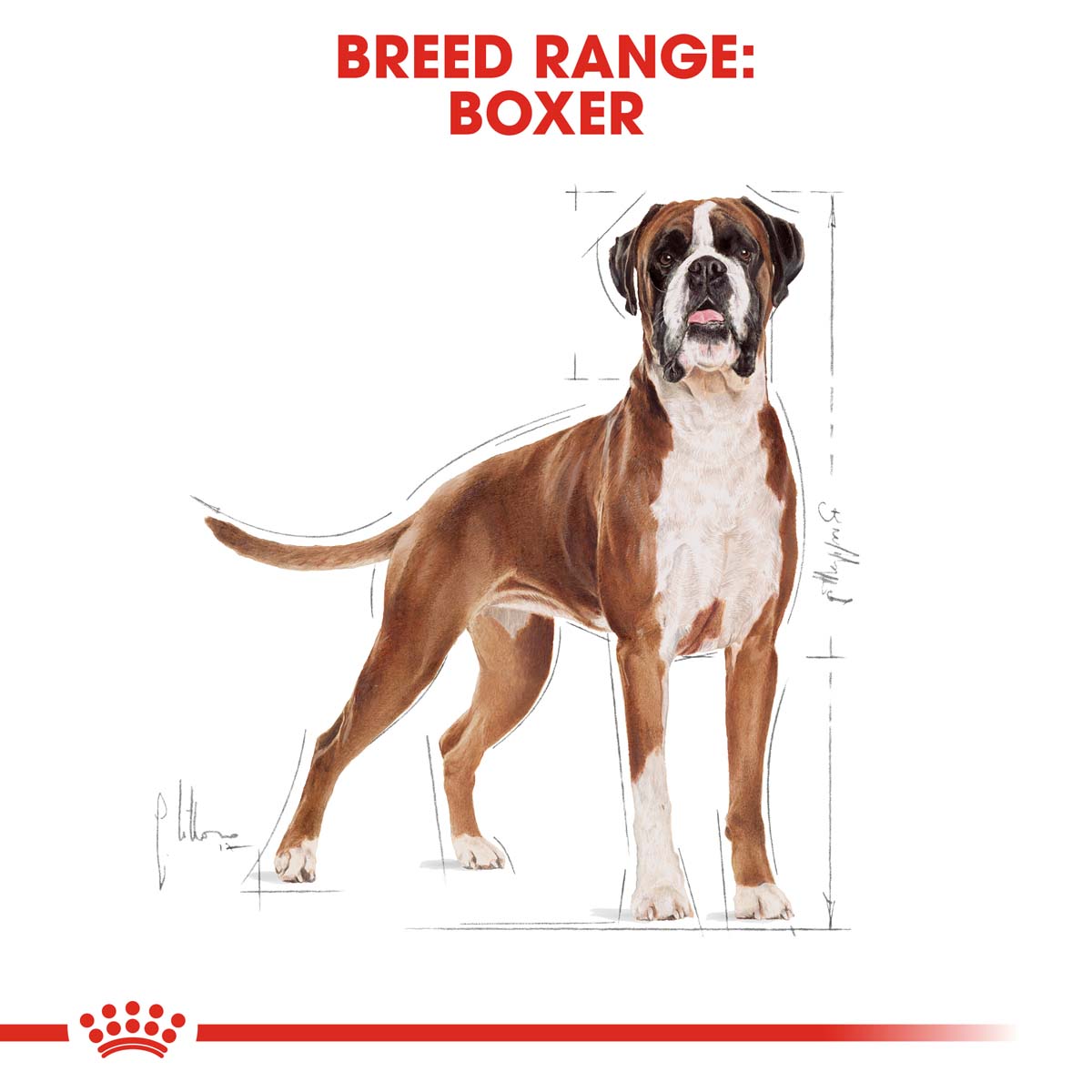 ROYAL CANIN Boxer Adult Hundefutter trocken kaufen bei ZooRoyal
