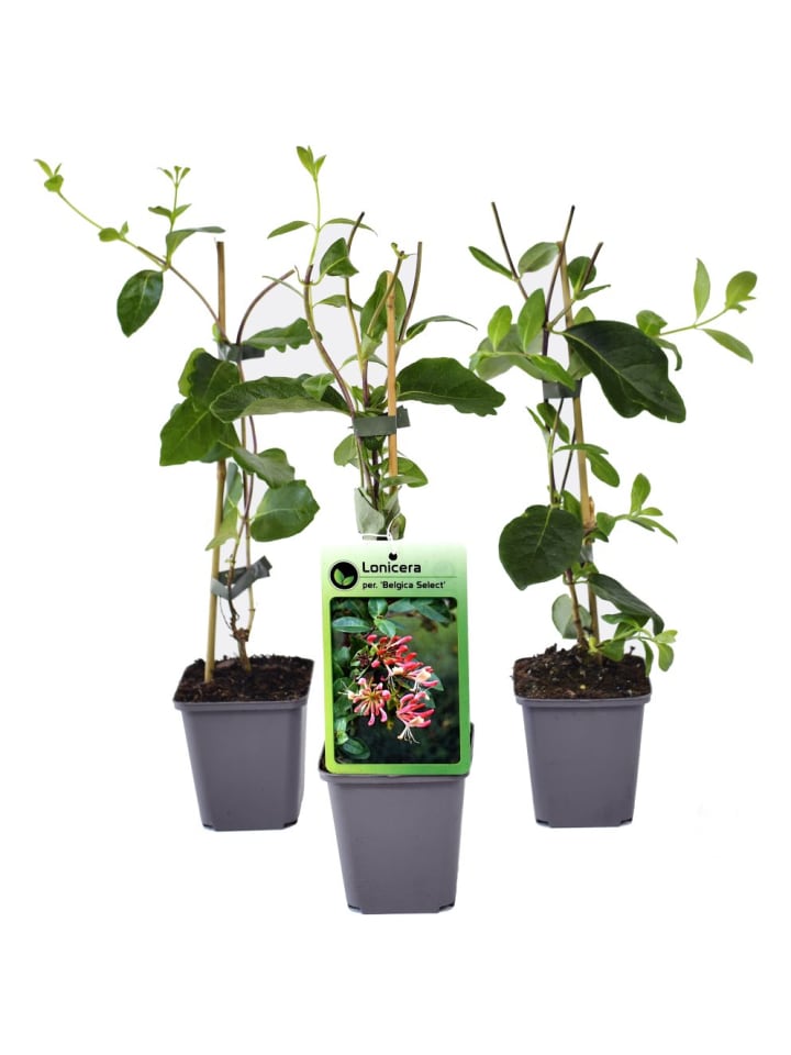 OH2 3er-Set: Lonicera periclymenum in Bunt günstig kaufen onesize