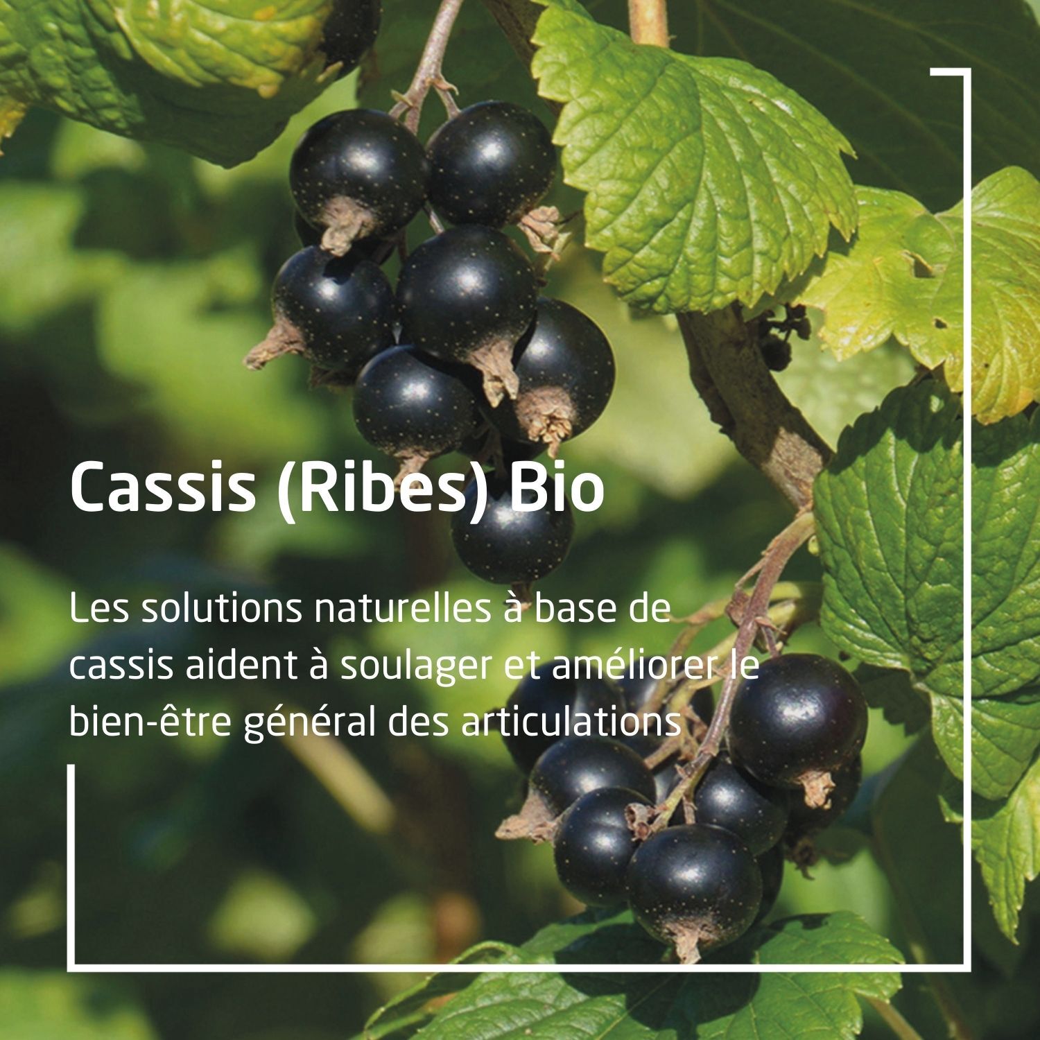 Weleda EPB® Ribes Bio Complément Alimentaire Naturel - 60 ml