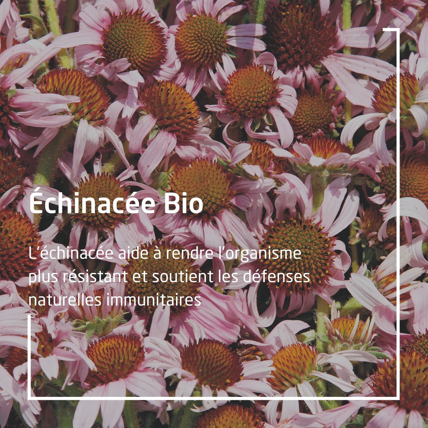 Weleda EPB® Échinacée Bio Immunité - Complément Alimentaire Naturel - 60 ml