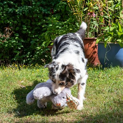 Hundespielzeug Elsie