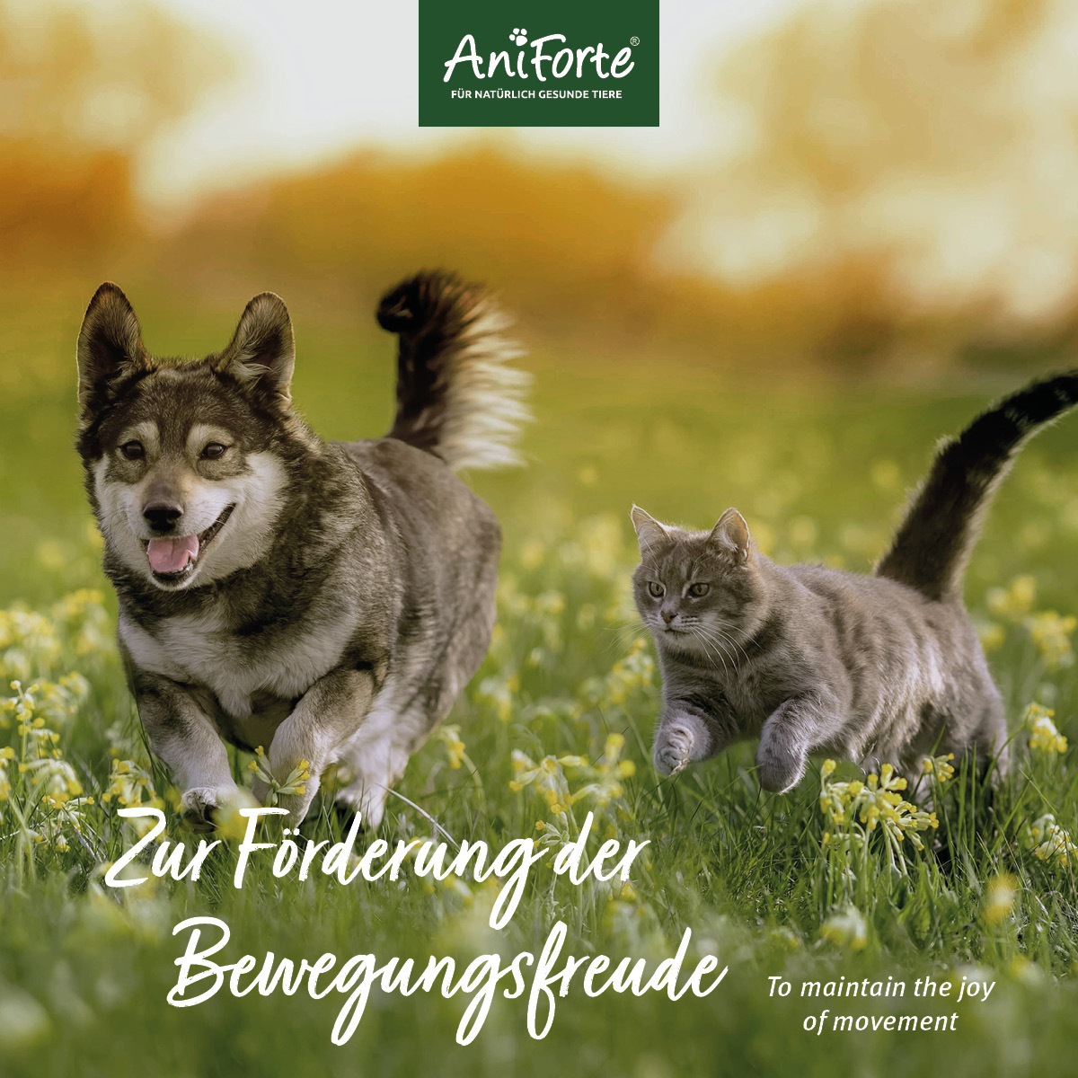 Aniforte Ergänzungsfutter & Aufzucht Aniforte MSM Pulver 300g