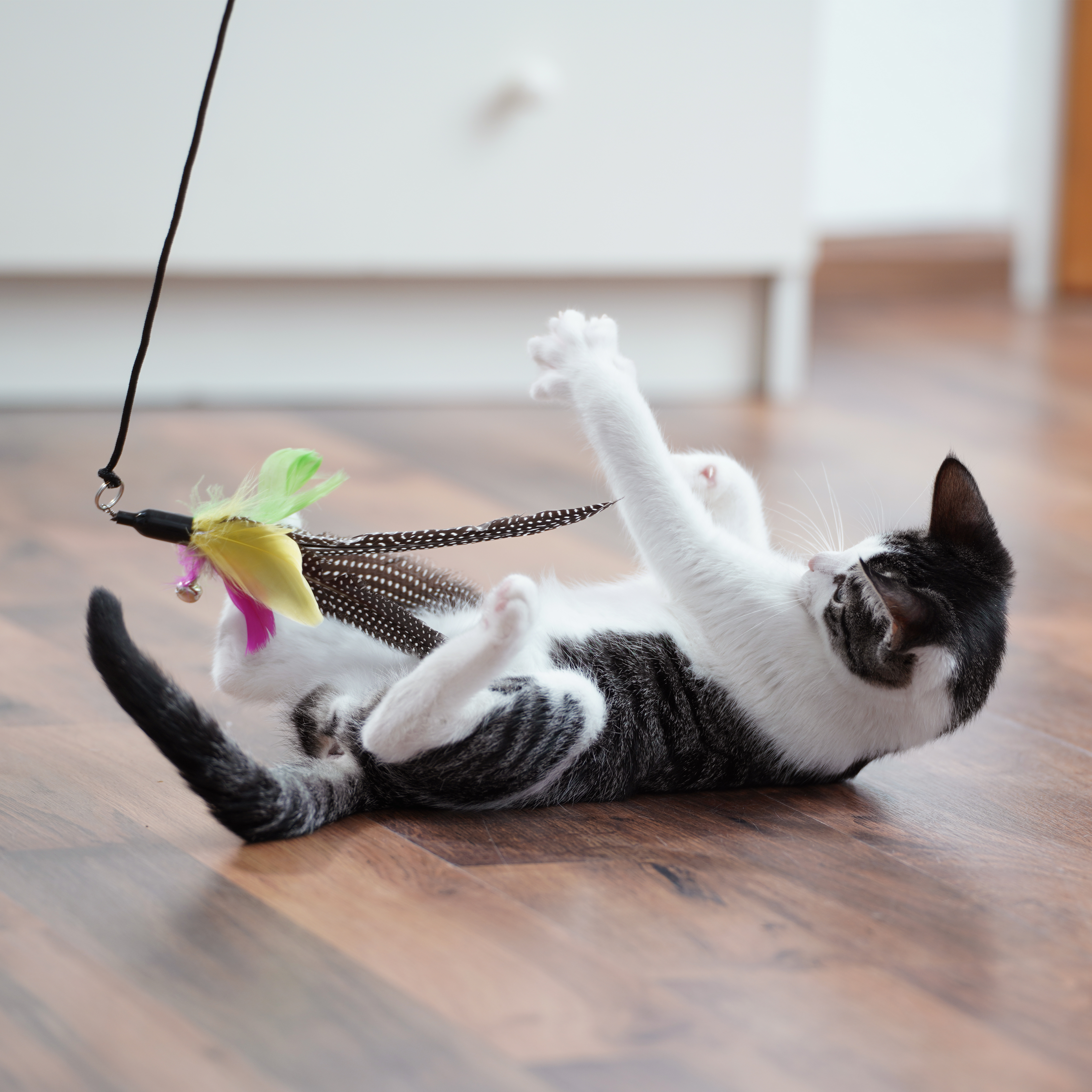 Schlitzohr Katzenangeln Schlitzohr Katzenangel Federanhänger 5x