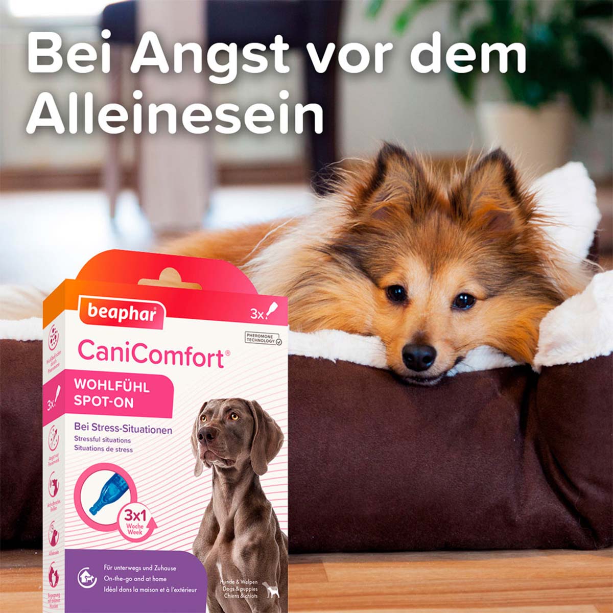beaphar CaniComfort Wohlfühl Spot On 3x1ml kaufen bei ZooRoyal